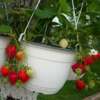 Căpșuni Roxana ® 600 stoloni frigo - imagine 2