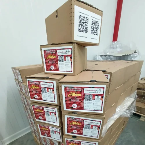 50 fire cutie - stoloni capsuni frigo